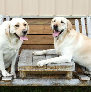 Meet your Posher, Remington